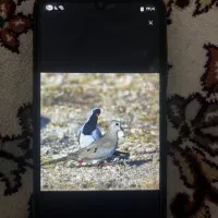 کبوتر زینتی