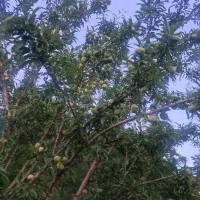 باغ 4200 متری سند تک برگ|فروش زمین و ملک کلنگی|تهران, شهرک فرهنگیان|دیوار