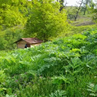 کلبه چوبی جنگلی ۱۰۰۰متری ، ییلاقات رضوانشهر