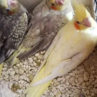 عاروسک سرلاکی ودونخور قفس
