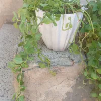 گل طبیعی
