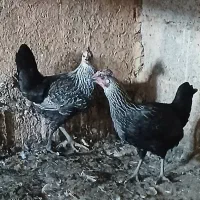 مرغ لری عشایری نژاد قدیم کرچ شو