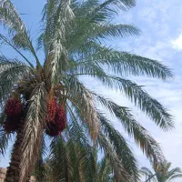 فروش باغ باخرما دربروات