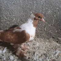 ماده کله برنجی گمشده