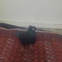 ذاغ صرب|پرنده|ساوه, |دیوار