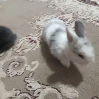 خرگوش لوپ|موش و خرگوش|رفسنجان, |دیوار