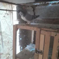 بدرنگسبز چپسبز|پرنده|شیراز, فرودگاه شهید دستغیب شیراز|دیوار