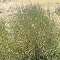 افدرا هوم ریشبز