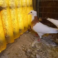 کبوتر طوقی