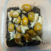 حلزون پیش مولد