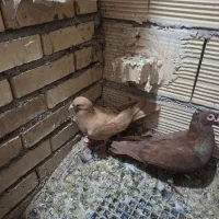 سرخ دورگ کاکلی نر زرد دورگ ماده