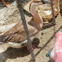 قوقاز اکراینی