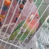 طوطی برزیلی