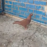 پرنده