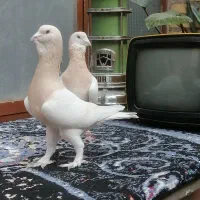 دو جفت ریحانی سوری و یک جفت کاریر و...