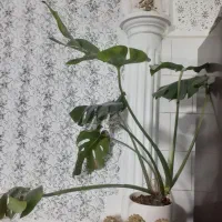 گل برگ انجیری