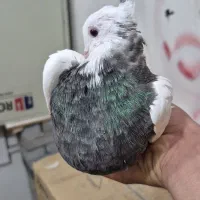 کلفه|پرنده|اردبیل, |دیوار