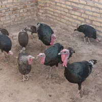 بوقلمون