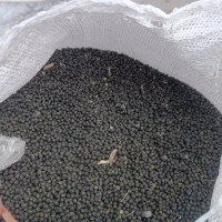 ماش