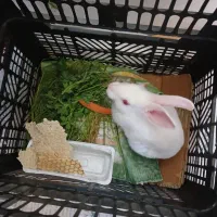 خرگوش برفی مثل گلوله برفه