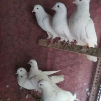 کبوتر ساعت بالا