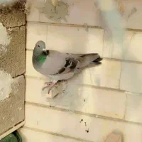 فروش چند جفت جوجه پلاکی با شهری سیاه