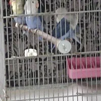 کوتوله رنگ خاص