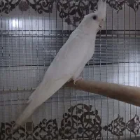 ماده البینو