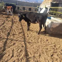 گوساله از گاوداری تلیسه درجه یک|حیوانات مزرعه|سبزوار, قصبه شرقی|دیوار