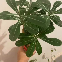 گل ادنیوم|گل و گیاه طبیعی|مشهد, شهید مطهری|دیوار