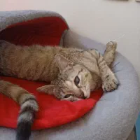 واگذاری گربه|گربه|اصفهان, جلالیه|دیوار