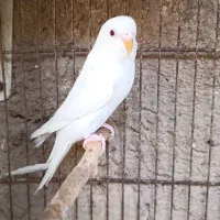 مرغ عشق خانگی نسل هشت تخمه هلندی زرد و سفید|پرنده|زاهدان, |دیوار