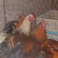 خروس محلی خوب وچاق