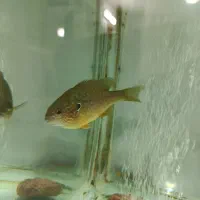 ماهی سورم بلو آکارا سان فیش