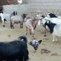 فروش بززاییده