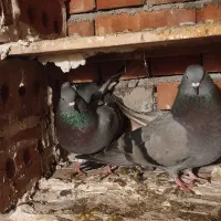 کبوتر در عجب شیر
