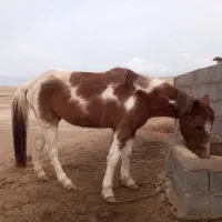 اسب ماده|اسب و تجهیزات اسب‌سواری|گنبد کاووس, |دیوار