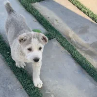 آلابای اصل|سگ|رودهن, |دیوار