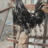 تخم مرغ گلین ریش کاکل چهل تاج فول|حیوانات مزرعه|گرگان, |دیوار