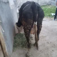 گاو شیری با گوساله ماده سیمینتال