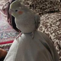 عروس هلندی|پرنده|خمینی‌شهر, |دیوار