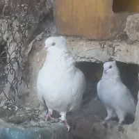 کبوترنقش وپرشی