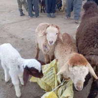 بره شیری ماده ویک نر