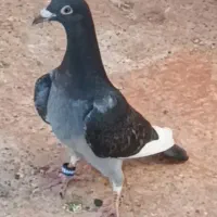 6 عدد جوجه کفتر از گوشتی تا دوپره