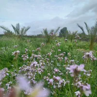 فروش باغ گراش