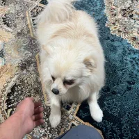 سگ پامر نر سفید خرسی،روباهی