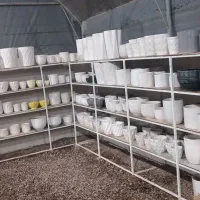 گل وگیاه آرکا نشتیفان فولاد پنجه|گل و گیاه طبیعی|خواف, |دیوار