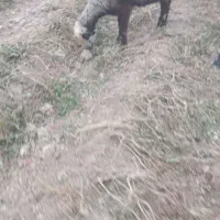 میش و بره|حیوانات مزرعه|درودزن, |دیوار