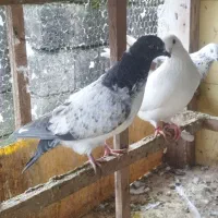 کبوتر پرشی|پرنده|رشت, لاکان|دیوار