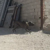 سگ افغان نگهبان|سگ|تهران, شهرک دریا|دیوار
